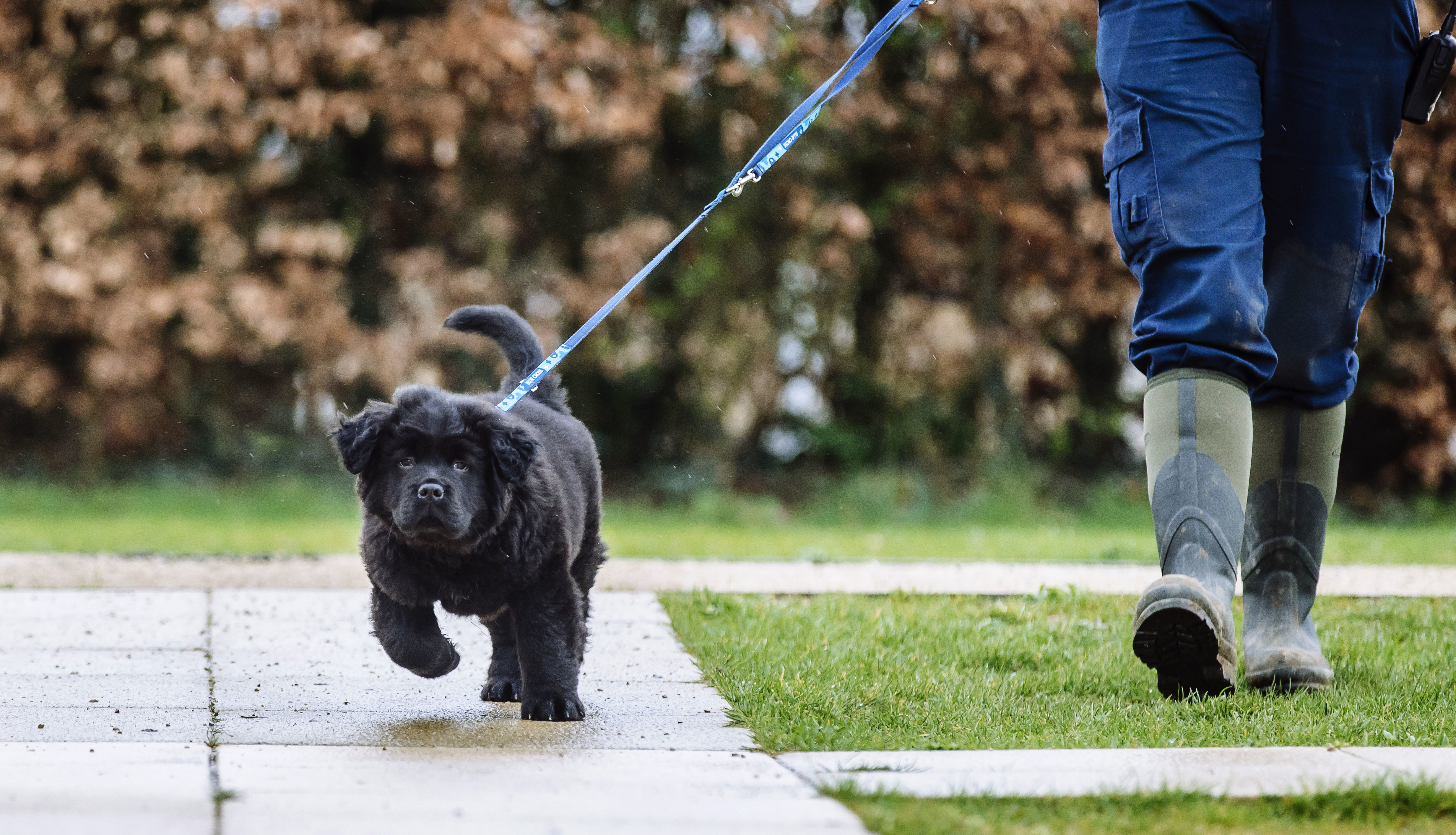 Walking a sale puppy